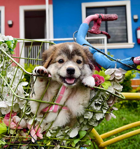 Puppy in Bicycle Basket