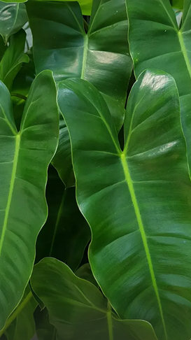 Close-up Green Leaves